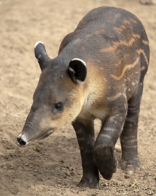 sdzoo:Watermelons (and tapirs) get sweeter with age. 