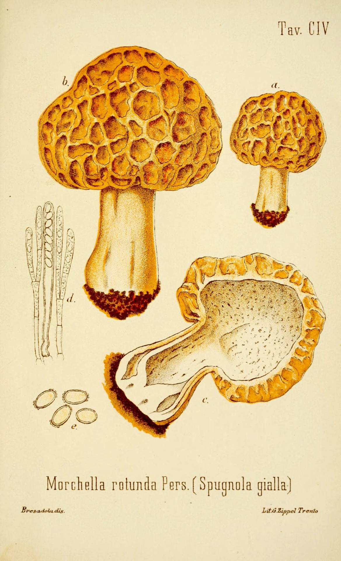 Scientific Illustration Wapiti The Edible Mushrooms And Poisonous