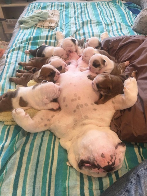 Bulldog buffet!