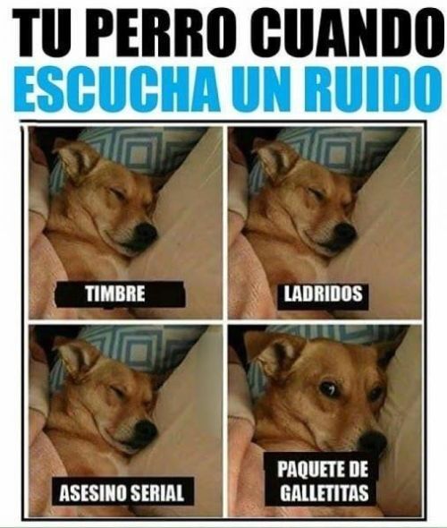 Featured image of post Imagenes De Perros Graciosos Con Frases