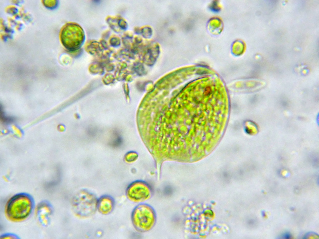 These two protists are euglena; which are part...