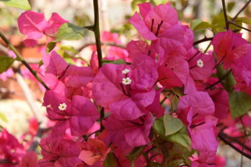 bougainvillea, elte füvészkert