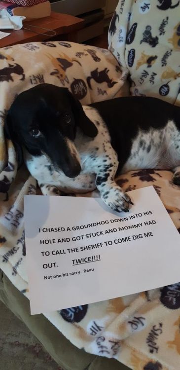 pawpail