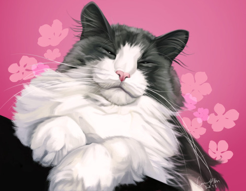 spiccanart:Study of my cat, Mikaela. And yes, she really has...