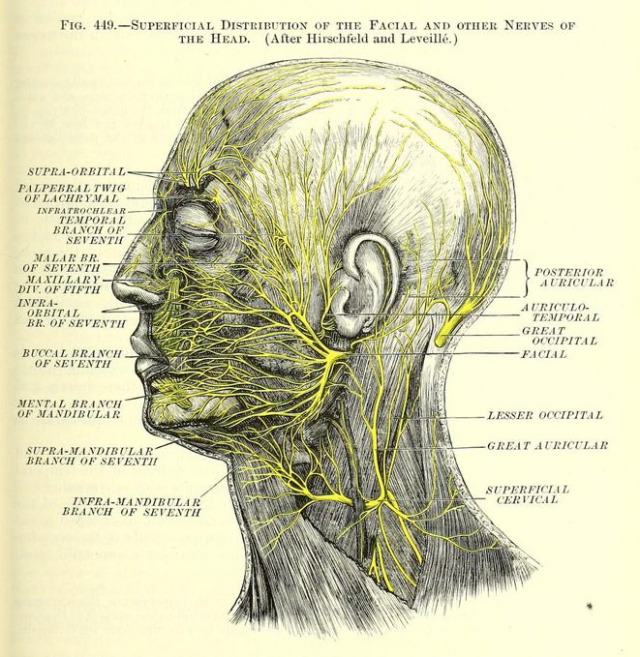 Nemfrog Fig 449 Nerves Of The Head A Treatise On Human 2582