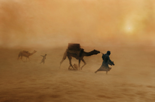 flashofgod:Steve McCurry, Camels in dust storm, India, 2010.