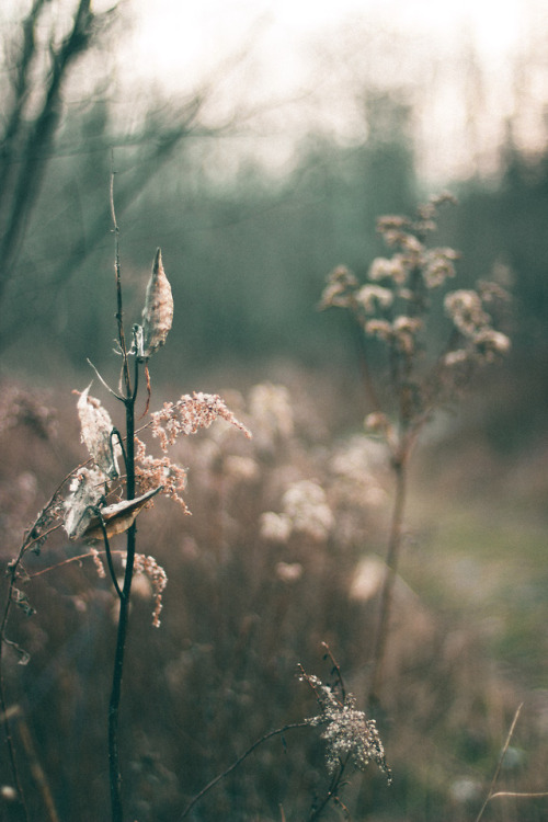 rabbitinthemeadow:November’s pale repose // Part 2