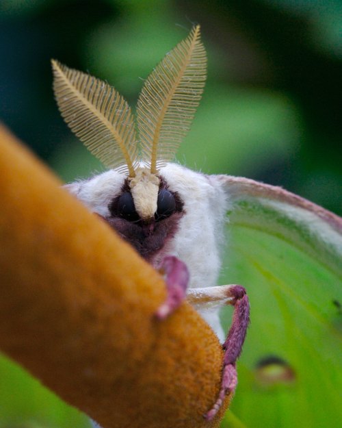 onenicebugperday