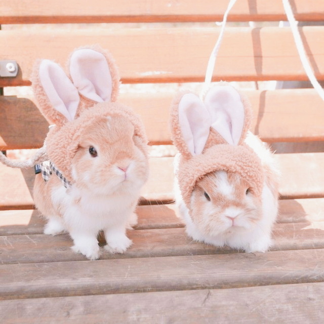 bunny aesthetic on Tumblr
