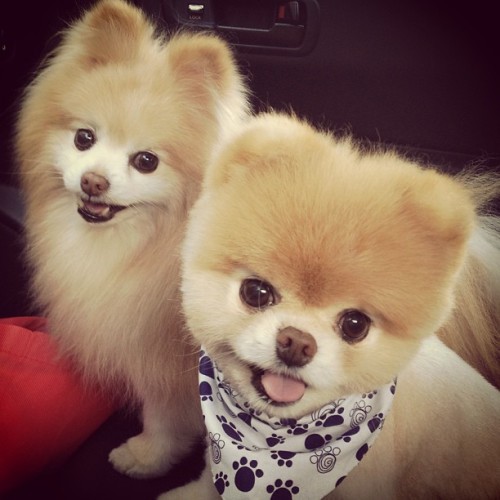 Boo Boo The Dog Boo Dog Cute Doggy Cute Cute puppys boo and buddy Buddy Buddy the Dog