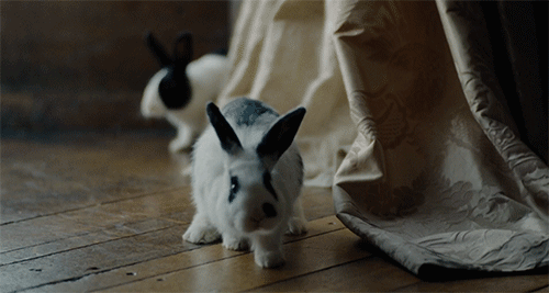 Image result for the favourite rabbit gif