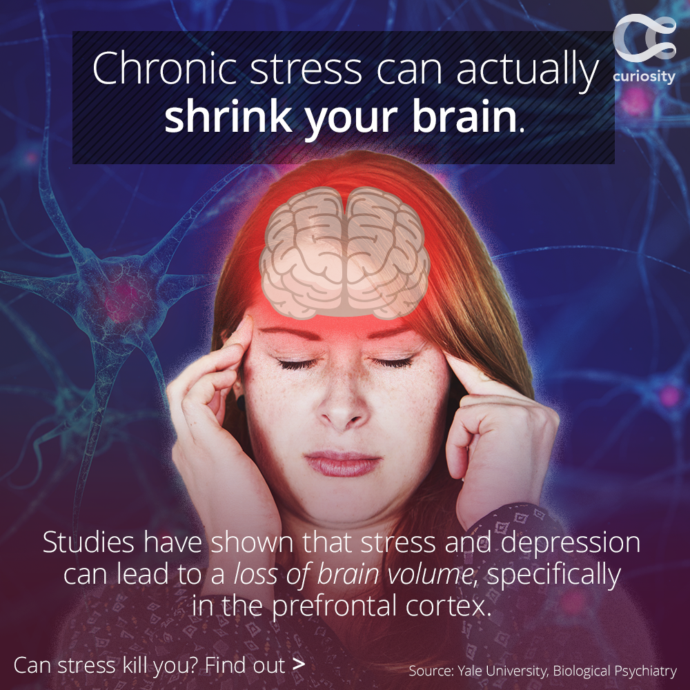 Discussion on this topic: Chronic Stress Speeds Up Aging: Study, chronic-stress-speeds-up-aging-study/ Forum on this topic: Chronic Stress Speeds Up Aging: Study, chronic-stress-speeds-up-aging-study/