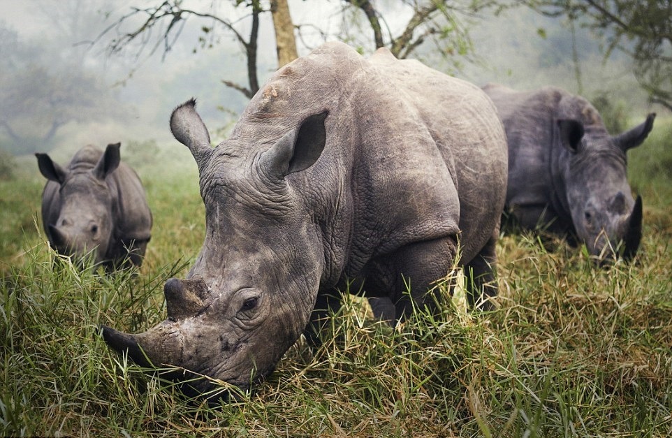 rhinoceros height and weight