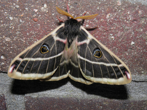 laughingsquid:The Surprising Beauty of Gentle Giant Moths