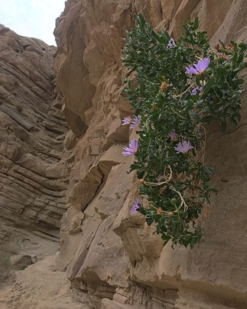 Orcutt’s woody-aster growing out of a wall near the anticline in...