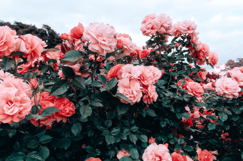 red rose  aesthetic  Tumblr 