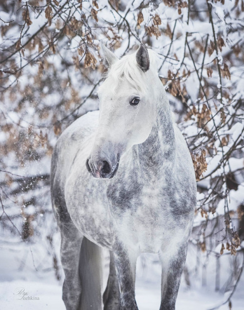 orlovtrotter:Orlov Trotter stallion Omul’ (”Cisco”)By: Rita...