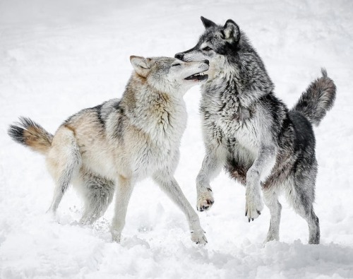 beautiful-wildlife:Wolf Play by © Athena Mckinzie