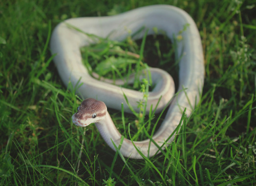 pets ball python python regius royal python mojave mystic potion snake reptile