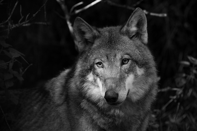 wolfsheart-blog:
“ Wolf by Adam Walters
”