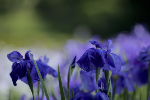 floralls:Iris ensata by Jun