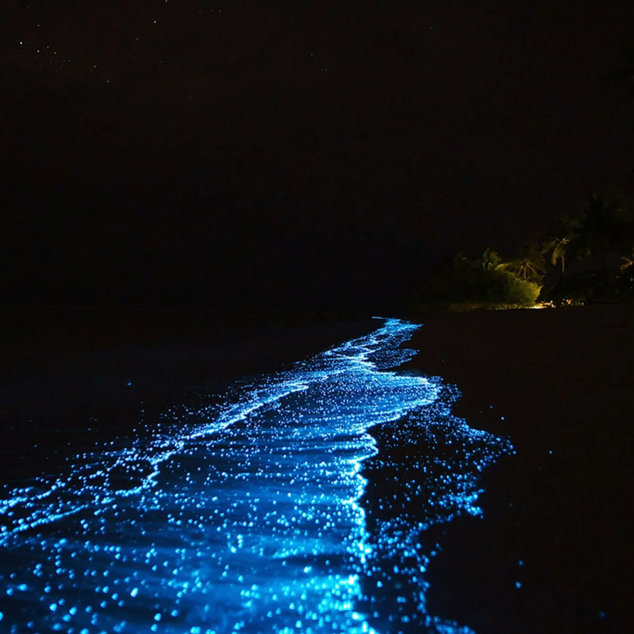 bioluminescent plankton on Tumblr