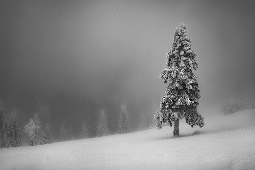 ponderation:Szabo Zsolt Andras       Photographer’s Website 