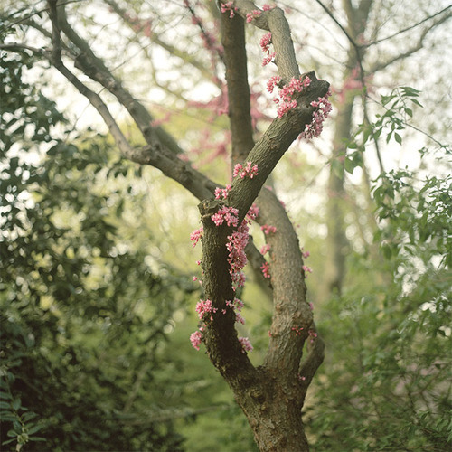 Under the Willow