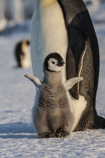 emperor penguin on Tumblr