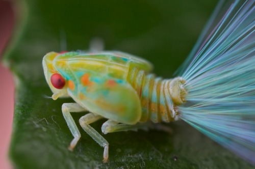 insect Leafhopper nymph Leafhopper nymph ciencia
