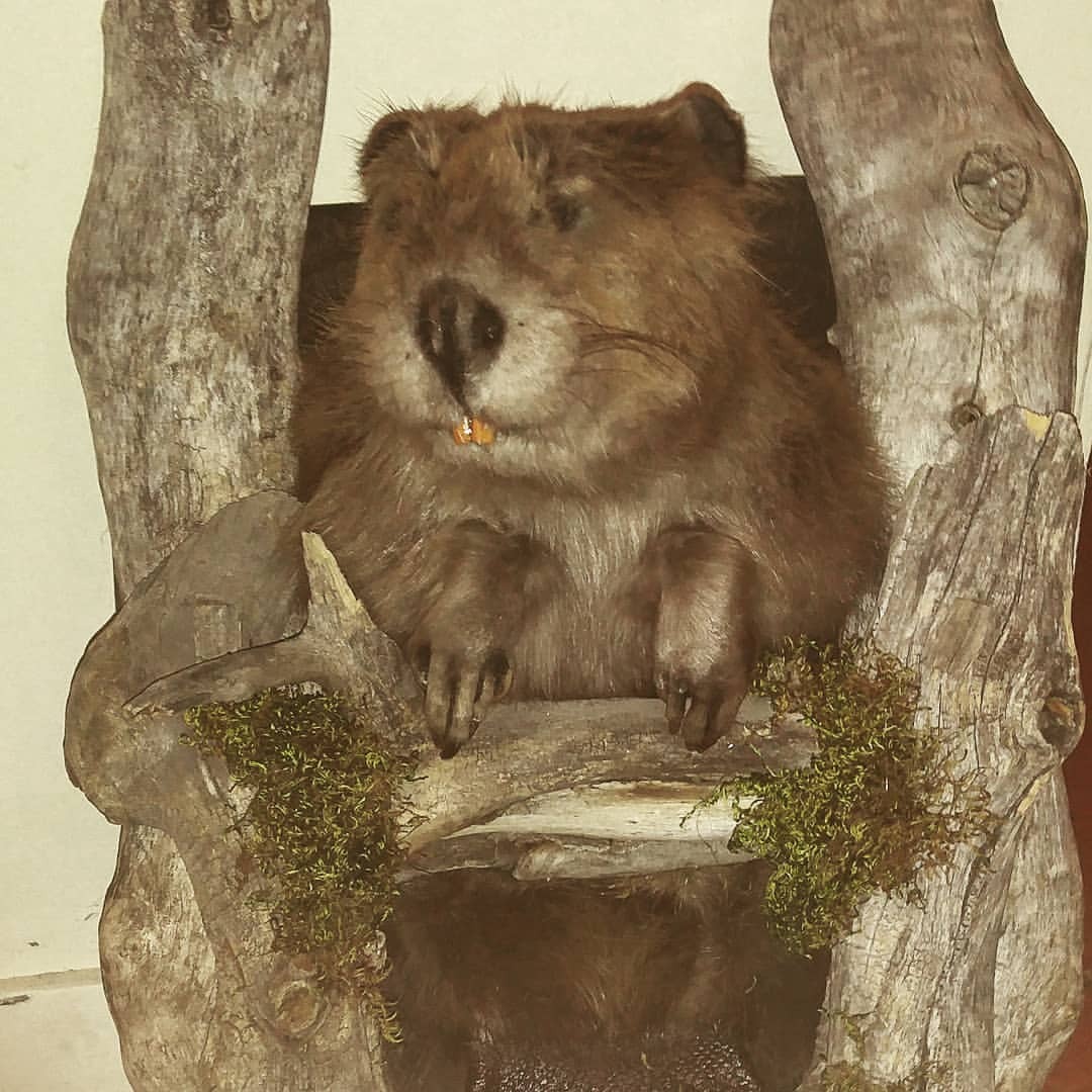 full body beaver mount