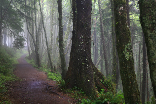 Transylvanian Forest