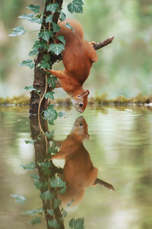 beautiful-wildlife:Narcissist by © Julian Rad - Wildlife...