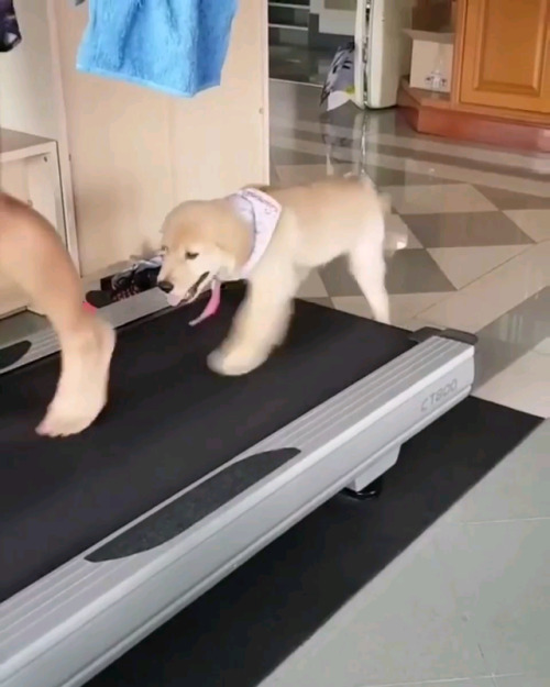 Puppy vs Treadmill via /r/funny https://ift.tt/2RdCLT7