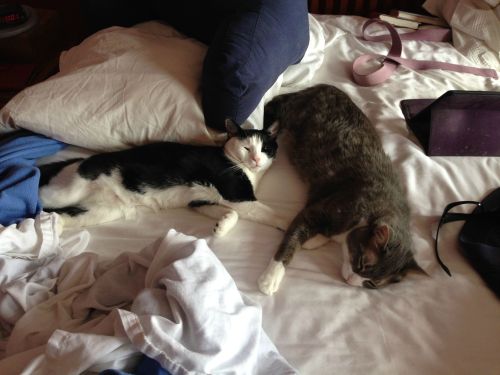 so-so-cute-cats:Big Rudy and Little Rudy on a messy bed.