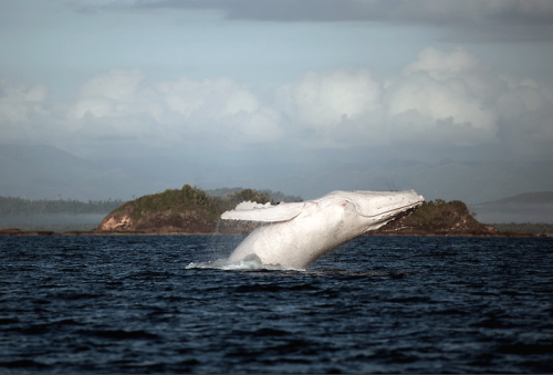 garbagest:nubbsgalore:migaloo, one of only two known all...