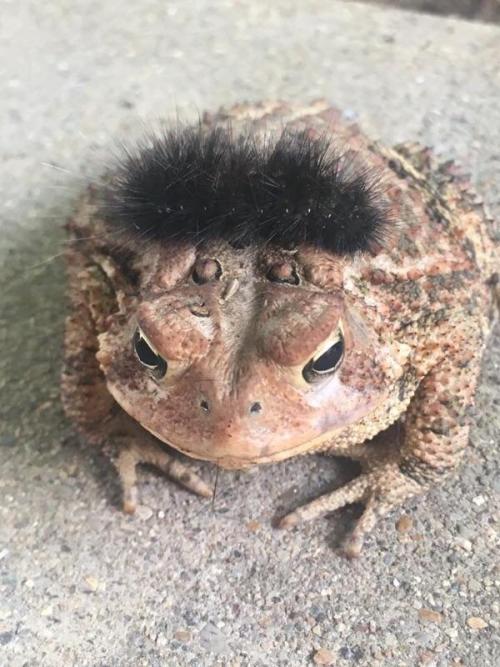 humoristics:My mom found a frog with a little guy on its head....