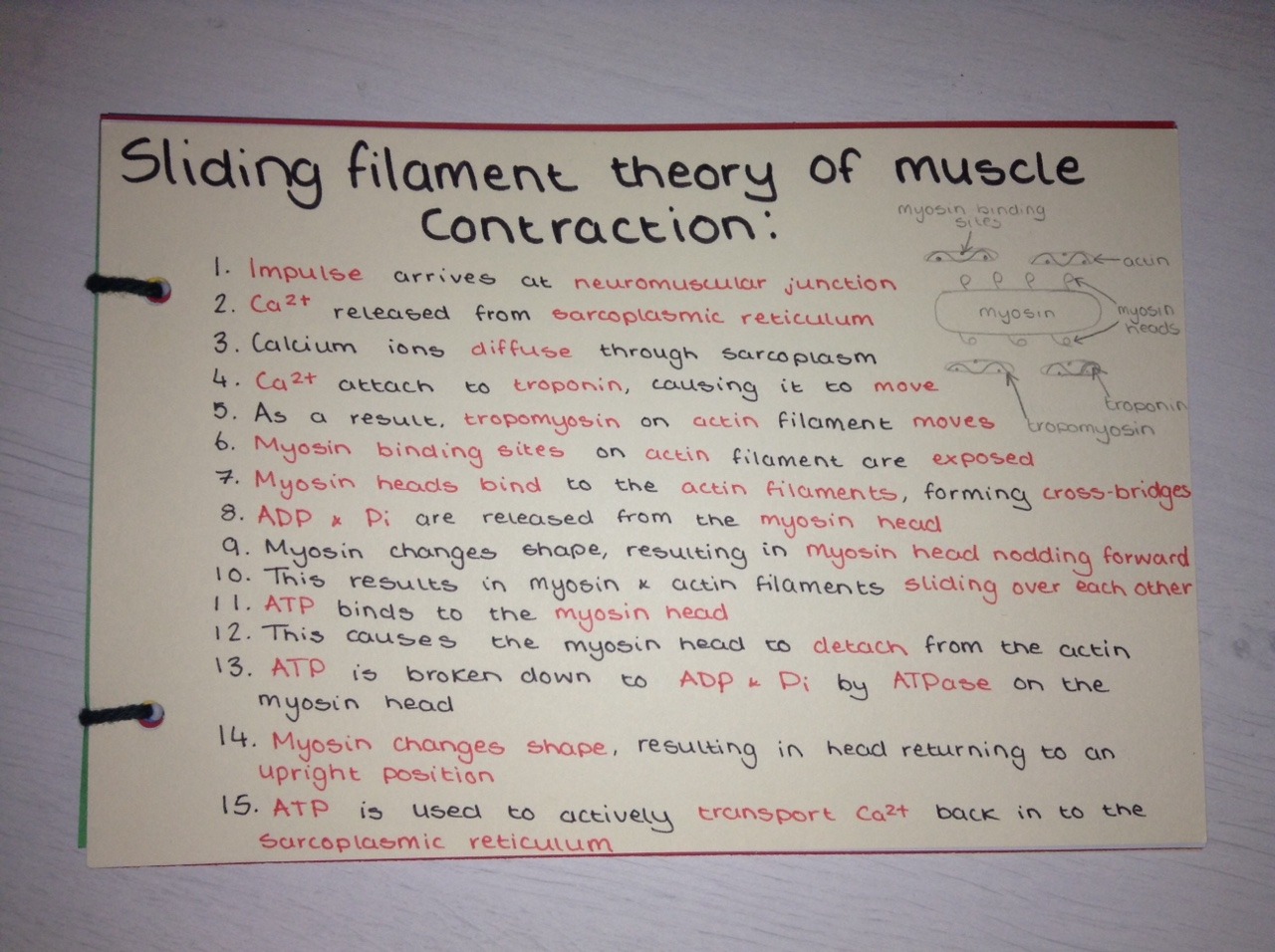 A Level Biology Revision — Sliding filament theory of muscle contraction...