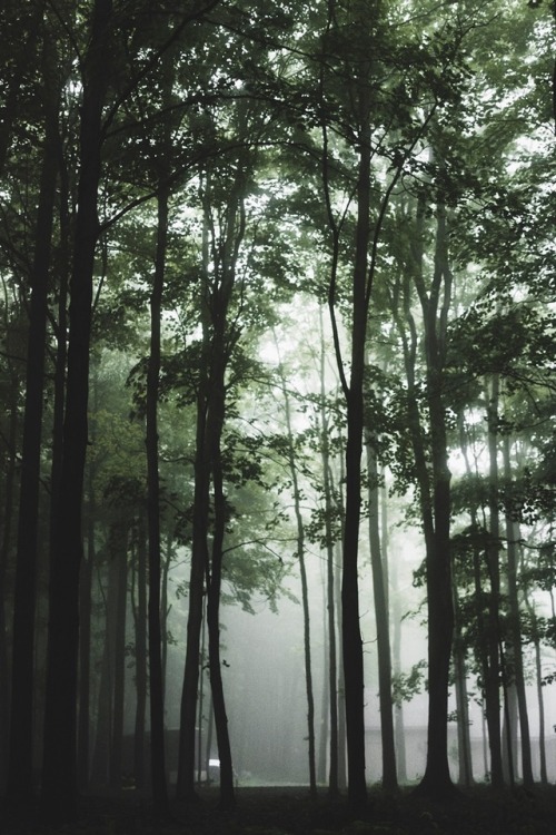 ffz3photography nikon fog foggy morning foggymorning chasing fog explore wander wanderlust woods nature summer spring vscocam vsco vscofilm vscogrid vscogood
