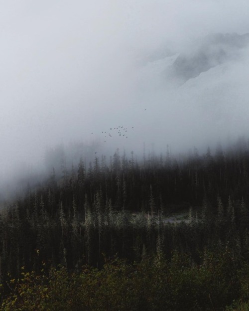 your-mountain-mornings:Harish Kumar