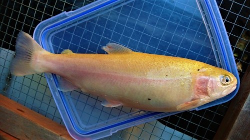 macedon-ranges-aquaponics