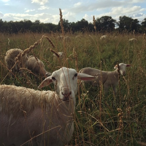 @Kinderhook Farm