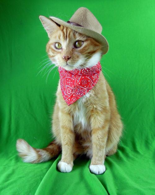 catcosplayuniverse:Howdy Pardner