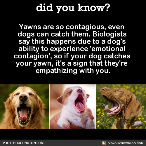 did-you-kno:Yawns are so contagious, even dogs can catch...