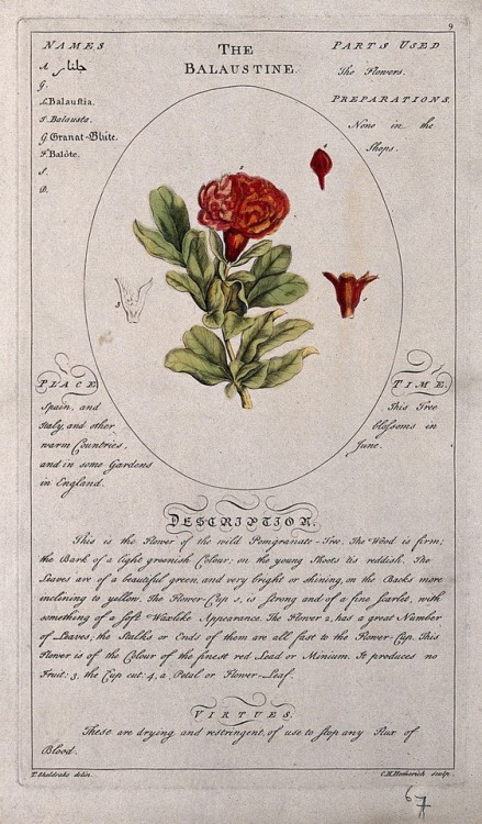 heaveninawildflower:Botanical illustrations (London, 1759) by...