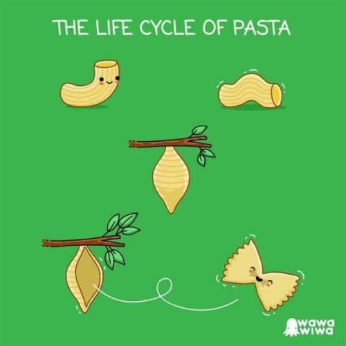 cutefunnybabyanimals:The Life Cycle of Pasta via /r/aww...