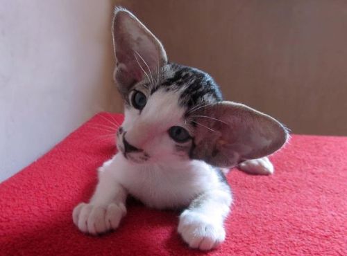 Oriental Shorthair Tumblr