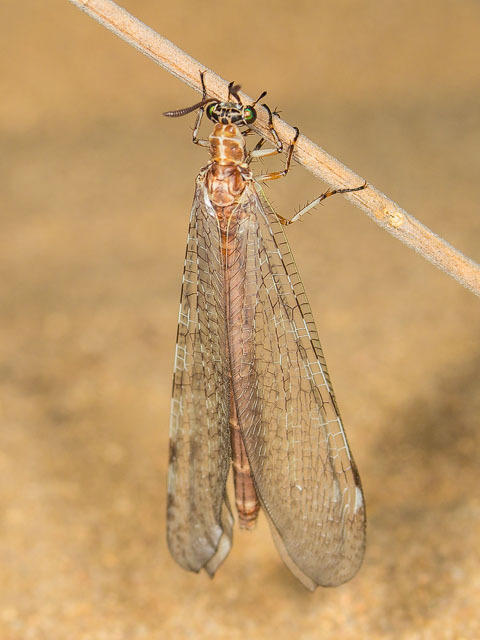 bowelflies:antlion pupation is so fucking good to look at and...