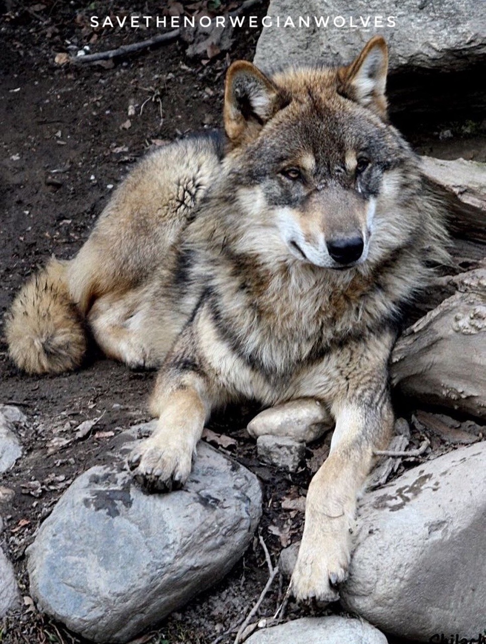 Norwegian wolves