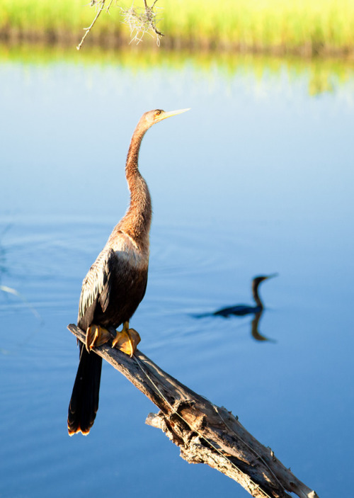 hueandeyephotography:Anhinga, or Shake Bird, West Ashley...